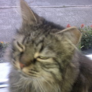 ���������� ���������, ���� ������� ������, 62 ����, ������������ ��� ������