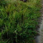 ���������� ������, ���� ������� Muhiddin, 36 ���, ������������ ��� ������, ����� � ���������, c�������� ���������