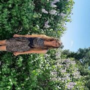 ���������� ������� �����, ���� ������� �������, 40 ���, ������������ ��� c�������� ���������, ���������