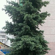  -,   , 37 ,   ,   , c 