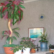 ���������� �����-���������, ���� ������� ����, 31 ���, ������������ ��� ������