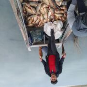 ���������� ������, ���� ������� ������, 41 ���, ������������ ��� ������, ����� � ���������