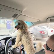 ���������� ������, ���� ������� ������, 41 ���, ������������ ��� ������, ����� � ���������, c�������� ���������, ���������