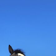 �����, �����-���������