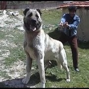  ,  samir, 34