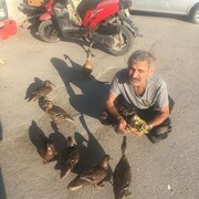 ���������� �����-���������, ���� ������� �������, 60 ���, ������������ ��� ������, ����� � ���������, c�������� ���������