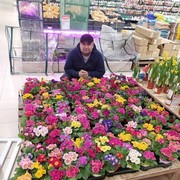 ���������� ����, ���� ������� ���, 37 ���, ������������ ��� ������, ����� � ���������, c�������� ���������