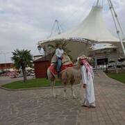 ���������� ���������, ���� ������� �����, 36 ���, ������������ ��� ������, ����� � ���������, c�������� ���������, ���������