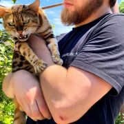 ���������� ������, ���� ������� Shamil, 29 ���, ������������ ��� ������, ����� � ���������