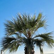 ���������� �����-���������, ���� ������� �����, 34 ����, ������������ ��� ������, ����� � ���������