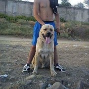  ,   Samir, 32 ,   ,   , c 