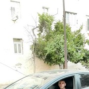 ���������� ���, ���� ������� ����, 40 ���, ������������ ��� ������, ����� � ���������