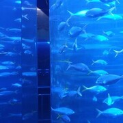 ���������� ���������, ���� ������� ����, 40 ���, ������������ ��� ������, ����� � ���������, c�������� ���������