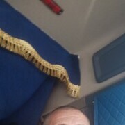 ���������� ������-��-����, ���� ������� ����, 39 ���, ������������ ��� ������, ����� � ���������, c�������� ���������