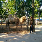 ���������� ���������, ���� ������� �������, 31 ���, ������������ ��� ������, ����� � ���������, c�������� ���������, ���������