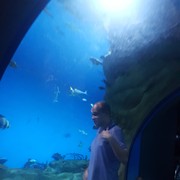 ���������� ���������, ������� ������, 44