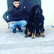 ���������� �����-���������, ���� ������� Ali, 28 ���, ������������ ��� ������, ����� � ���������, c�������� ���������