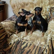 ���������� ������ ��������, ���� ������� ������, 53 ����, ������������ ��� ������, ����� � ���������