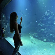 ���������� ������, ���� ������� ���, 26 ���, ������������ ��� ������, ����� � ���������, ���������