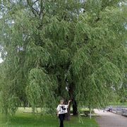 ���������� ������, ���� ������� �������, 66 ���, ������������ ��� ������, ����� � ���������, c�������� ���������