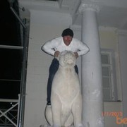 ���������� ������, ���� ������� �����, 43 ����, ������������ ��� ������