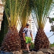 ���������� ���������, ���� ������� ��������, 36 ���, ������������ ��� ������, ����� � ���������