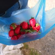 ���������� ���������, ���� ������� ������, 43 ����, ������������ ��� ����� � ���������, c�������� ���������