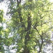 ���������� ������, ���� ������� ����, 38 ���, ������������ ��� ������, ����� � ���������, c�������� ���������