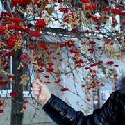 ���������� ������ �����, ���� ������� Alexandar, 41 ���, ������������ ��� ������, ����� � ���������, c�������� ���������, ���������