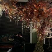 ���������� �����������, ���� ������� ����, 26 ���, ������������ ��� ������, ����� � ���������