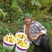 ���������� ����������, ���� ������� ��������, 51 ���, ������������ 