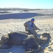  -,   , 49 ,   ,   , c 