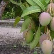 ���������� Al Ghardaqah, ���� ������� Ahmed, 37 ���, ������������ ��� ������, ����� � ���������, c�������� ���������