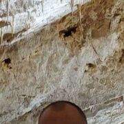 ���������� �����, ���� ������� ����, 49 ���, ������������ ��� ������, ����� � ���������