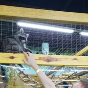 ���������� �������, ���� ������� �������, 33 ����, ������������ ��� ������, ���������