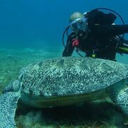 ���������� ������������, ���� ������� ������, 57 ���, ������������ ��� ����� � ���������