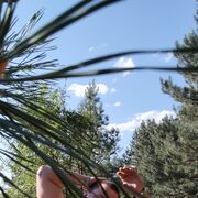 ���������� �����, ���� ������� ���������, 41 ���, ������������ ��� ������, ����� � ���������, c�������� ���������, ���������