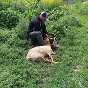  ,  Araz, 58