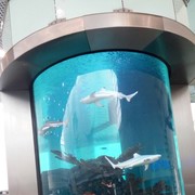  ,   Wanj, 40 ,   