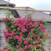 ���������� �����, ���� ������� �������, 43 ����, ������������ ��� ������, ����� � ���������, c�������� ���������