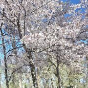 ���������� �������, ���� ������� �����, 66 ���, ������������ ��� c�������� ���������