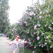 ���������� ���������, ���� ������� ���, 65 ���, ������������ ��� ������, ����� � ���������, c�������� ���������