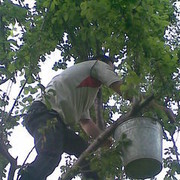 ���������� ����, ���� ������� Eldar36, 42 ����, ������������ ��� ������