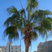 ���������� ���, ���� ������� �����, 34 ����, ������������ ��� ������, ����� � ���������