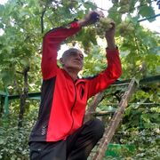  ,   Zaza, 51 ,   ,   