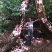 ���������� �������, ���� ������� ��������, 43 ����, ������������ ��� ����� � ���������, c�������� ���������, ���������