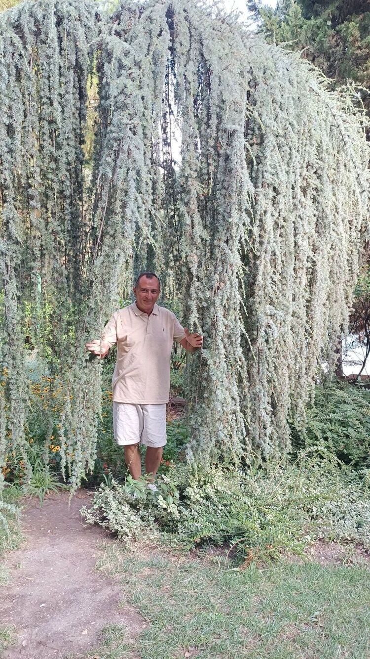 ���� 55175904 ������� �����, 53 ����, ���� ���������� � �������