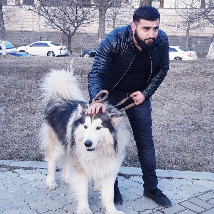  15290634  Vardan, 31 ,    