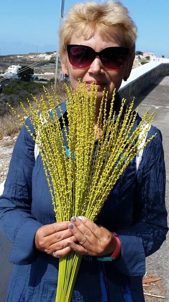 ���� 20470044 ������� �����, 65 ���, ���� ���������� � ������