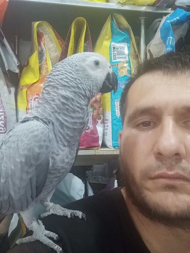 ���� 37243894 ������� Sher, 35 ���, ���� ���������� � ��������